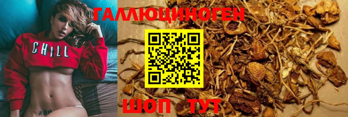 Псилоцибиновые грибы GOLDEN TEACHER  где купить   Галлюциногенные грибы Psilocybine cubensis  Балтийск  Вход с VPN 